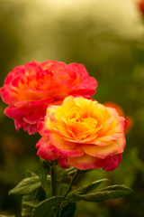 red flowers in the garden