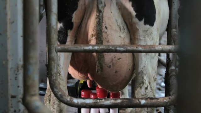cow milk robot machine