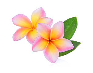 Frangipani flower isolated on white background