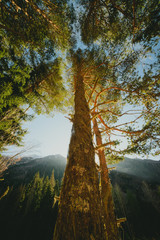 tree reaches to the sky