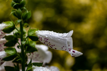 Close up of white snapdragons in the rain as drops gater ontop  of the flowers like morning dew.