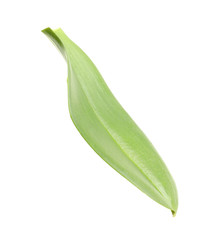 Green orchid leaf on white background. Tropical plant