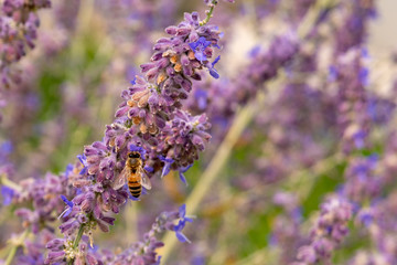 bee on lavender flowers