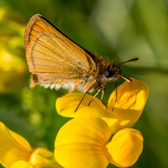 butterfly on a flower
