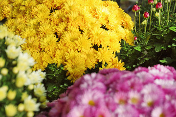 View of fresh beautiful colorful chrysanthemum flowers