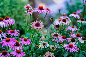 Bright picturesque blooming street flowerbed in purple shades. Beautiful seasonal floral background for different topics