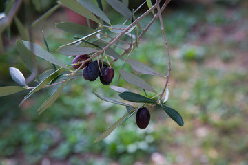 Mediterranean olive tree branches with ripe olives and green leaves. Organic product concept