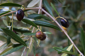Mediterranean olive tree branches with ripe olives and green leaves. Organic product concept