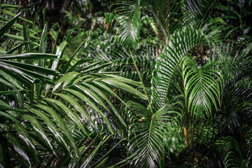 Texture is a green fluffy natural plant with oblong leaves