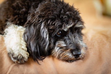 Cockapoo dog a soulful black and white cockapoo (cavoodle) puppy, these dogs have a sweet nature and are ideal companions, assistance or therapy dogs