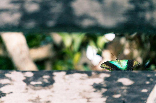 Bali Butterfly Detail