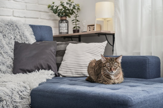 Cute Cat Lying On A Sofa