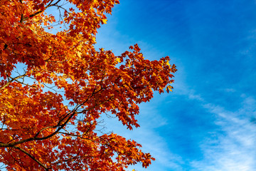 Fototapeta na wymiar Looking up at a tree filled with bright orange leaves in Autumn season, Toronto Ontario, Canada