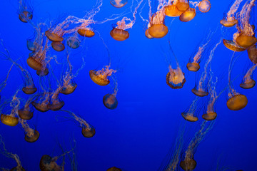 Obraz na płótnie Canvas Jellyfish