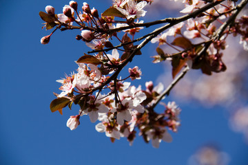 Almond tree blooms on blue sky background.