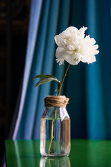 White Peony Flower in Glass Twine Vase on Green Table with Blue Curtains.