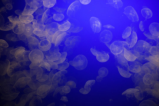 Jellyfish © emeromerophoto