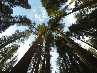 Fototapeta premium Yosemite National Park