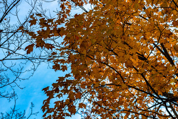 Looking up at a tree filled with bright yellow leaves in Autumn season, Toronto Ontario, Canada