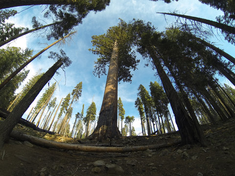 Yosemite National Park