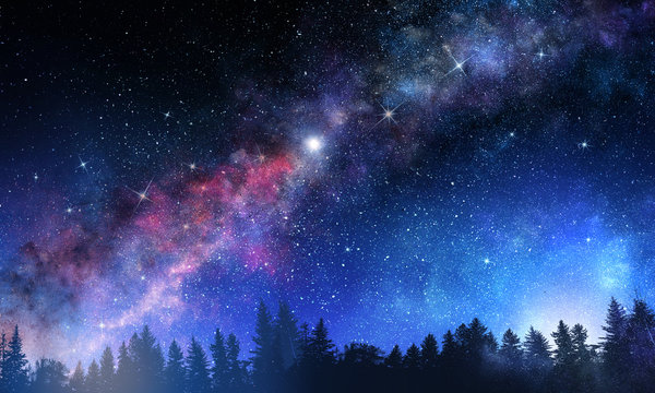 Night forest scene
