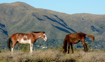 Fototapeta na wymiar Caballos en la Pampa de Olaen, La Falda, Córdoba, Argentina