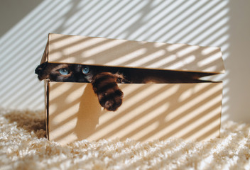 Siamese cat hides in a box. Cat Games. Comfort zone. New flat. Concept of loneliness,...
