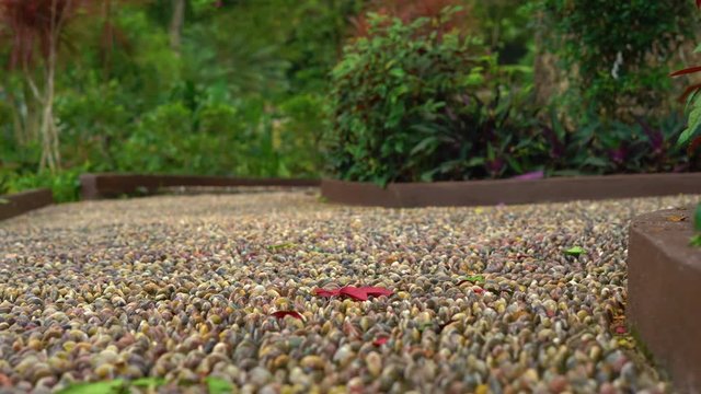 reflexological path in a tropical park