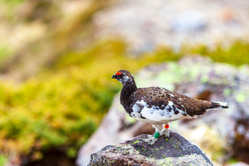 雷鳥　ライチョウ
