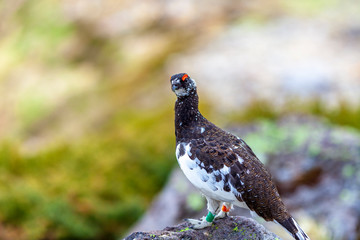 雷鳥　ライチョウ