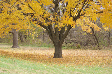 Fall Autumn Trees of color