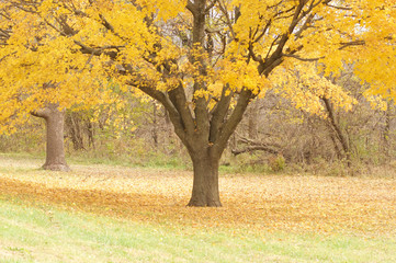 Fall Autumn Trees of color