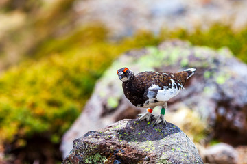 雷鳥　ライチョウ