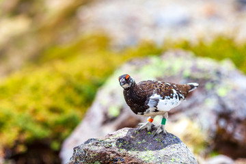雷鳥　ライチョウ
