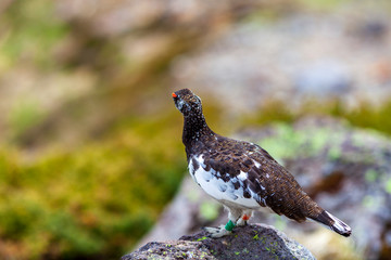 Obraz premium 雷鳥 ライチョウ
