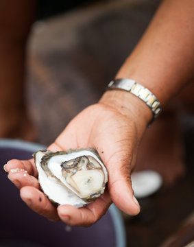 Hand holding a oyster in the shell.