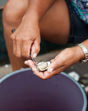 Oyster shucking.
