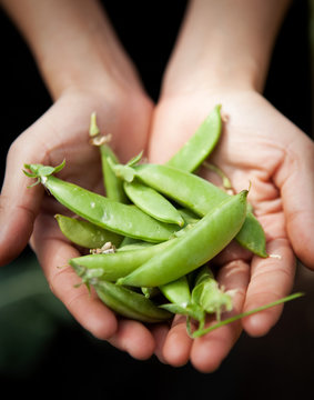 Hands holding snow peas.