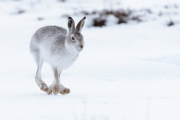 wild mountain Lepus timidus
