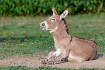 Playful young donkey playing in the dirt with a shallow depth of field and copy space