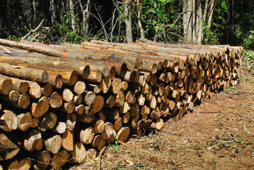 Madera apilada de manejo de bosques