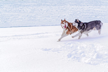 Couple of dogs Siberian husky with crazy funny faces run on the snow-covered shore of the river. Cute Dogs play on snow.