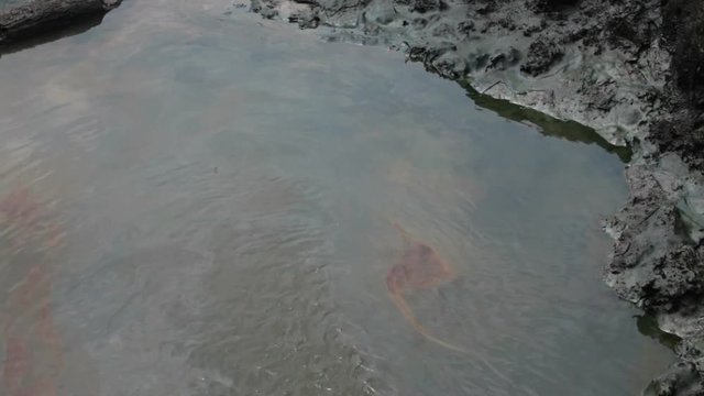 nigeria oil spill pollution petroleum