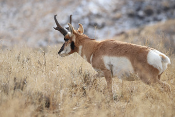 Antelope In The Wild