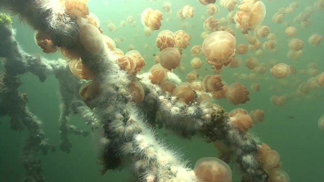 Swarm of golden jellyfish being caught by white anemones in Jellyfish lake, Palau (3 part sequence)