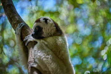 Verreaux's Sifaka, Madagascar