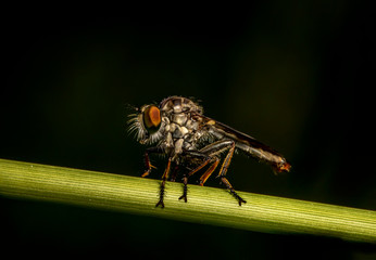 Robber Fly / Close-Up of the beautiful Robber Fly (selective Focus)