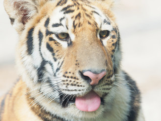 Head shot portrait of adult Southern China tiger, close up view.