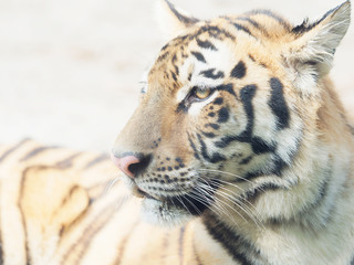 Head shot portrait of adult Southern China tiger, close up view.