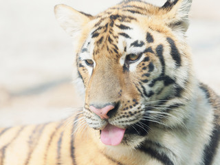 Head shot portrait of adult Southern China tiger, close up view.